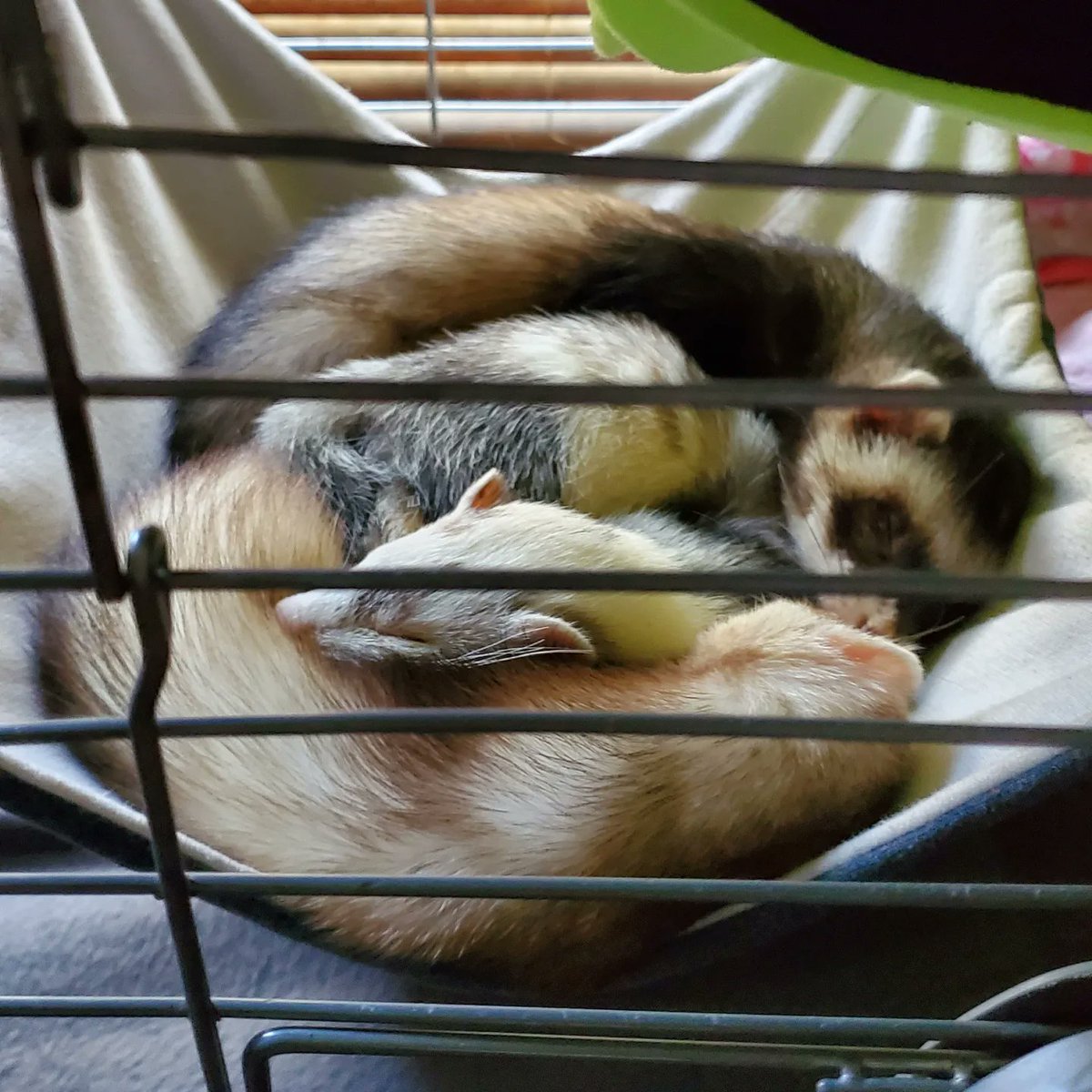 BatsyWatsySuits's tweet photo. โจ๏ธSome work in progressโจ๏ธ
Working on tails, a premade and a personal suit
Also some high quality ferret cuddles to get you through your day
#fursuitwip #fursuitworkinprogress #batsywatsycreations #fursuitmaker #ferret https://t.co/iG49XBw8tX