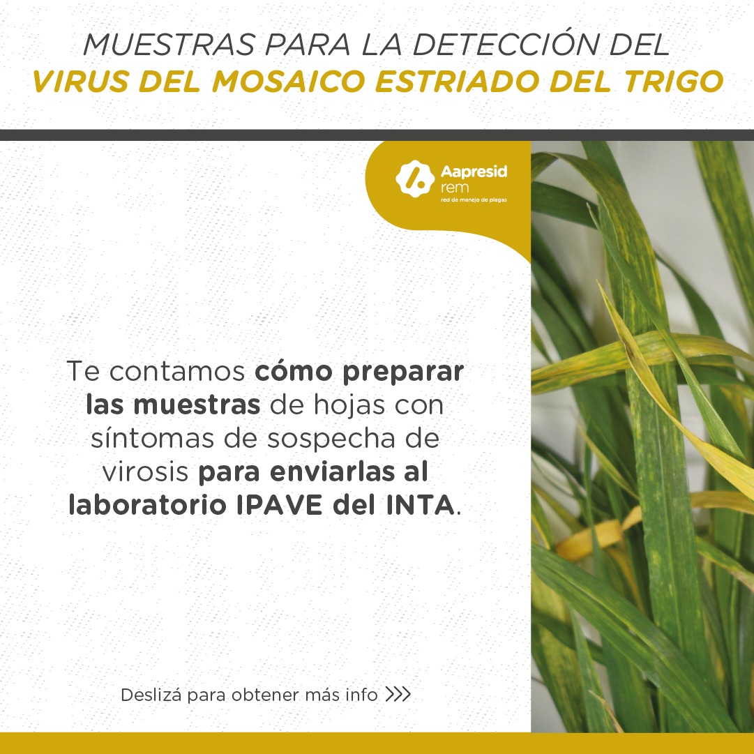aapresid's tweet photo. 🔍🌾 El virus del mosaico estriado es una adversidad creciente en el cultivo de trigo.  
Si tenes sospechas de presencia en tu trigo, podes enviarnos tus muestras de hojas para que el IPAVE INTA las analice. + info en este episodio de #PodcastRem 👉 https://t.co/VhdbMxGBYq https://t.co/hbU2nlZZVh