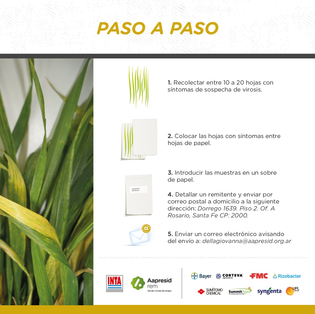 aapresid's tweet photo. 🔍🌾 El virus del mosaico estriado es una adversidad creciente en el cultivo de trigo.  
Si tenes sospechas de presencia en tu trigo, podes enviarnos tus muestras de hojas para que el IPAVE INTA las analice. + info en este episodio de #PodcastRem 👉 https://t.co/VhdbMxGBYq https://t.co/hbU2nlZZVh