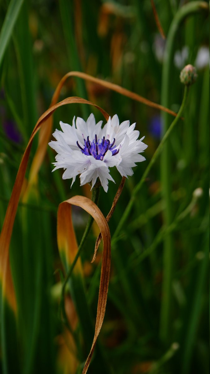 Renkar11's tweet photo. Flowers https://t.co/4MxLNmqeeS