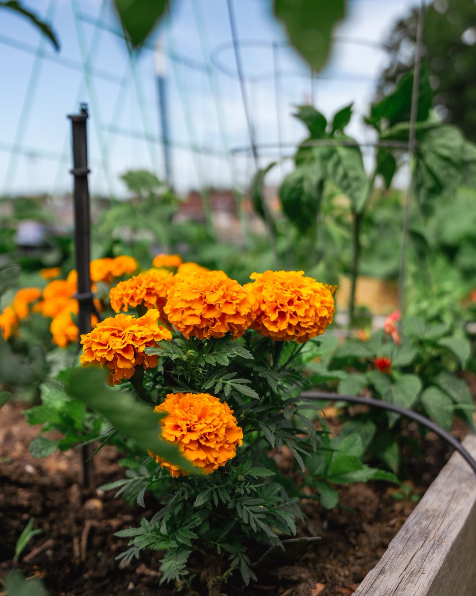 flourishcdc's tweet photo. Flourish is looking to help address issues of poverty and life transformation in all communities, especially in Southwest Missouri. 🙌  Donate to Flourish here: https://t.co/lEsae6yvKb ☀️ https://t.co/hK6ad7f2a0