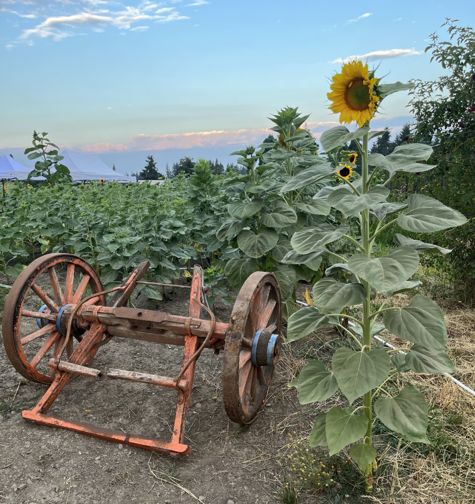 fox12oregon's tweet image. A summer celebration is blooming in Tualatin! This morning, @JoeVFox12 was at @LeeFarms for its annual sunflower festival 🌻. Watch today's #OnTheGoWithJoe: kptv.tv/3A3BOnC