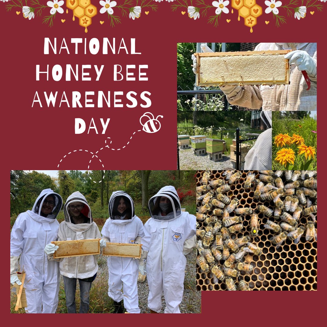 TCSBears's tweet image. Happy #NationalHoneyBeeAwarenessDay 🐝🌱🌼

#TrinityCollegeSchool #tcsprops #tcsbears #tcslearns #PortHope #Ontario #boardingschool #IndependentSchool #PrivateSchool #CAIS #CAISBoardingSchool #SaveTheBees