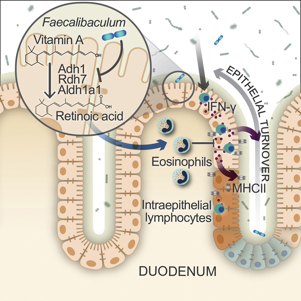 #Microbiota modulation of intestinal epithelial homeostasis. <a href="/theGarrettLab/">Garrett Lab</a> show F. rodentium promotes epithelial proliferation &amp; turnover by dampening retinoic acid production that supports survival of eosinophils, which suppress pro-proliferative IFNγ cell.com/cell-host-micr…