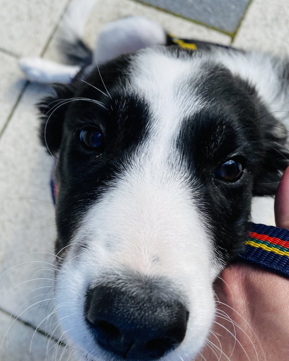CHARLESTONDHT's tweet photo. Introducing our new school therapy dog Tali. She’s still a baby and still in training to gain her registration with Pets as Therapy but she is making great progress and should be ready to begin work at Alness Academy in school year 22/23. #ProjectPaws https://t.co/fI2veLB1rz