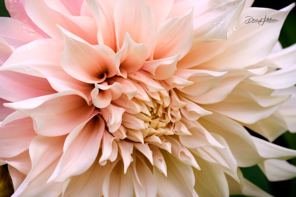 My new Fuji X-H2s and 100-400mm lens put to work at Hatley Castle.  Look for this image on my expanded series of art cards next week.