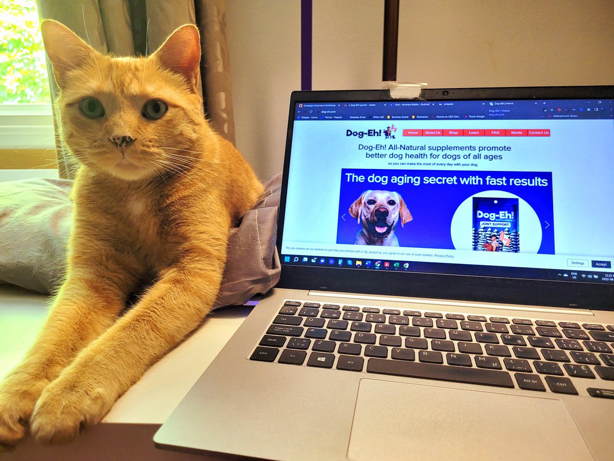 AgilitywAmanda's tweet photo. Nooo Oliver isn't spoiled. Why do you ask? Doesn't everyone have a pillow on their desk for their cat 😂

#workcat #workkitty #deskcat #deskkitty #workingfromhome #workfromhomelife #workingfromhomelife #orangecat #gingerkitty #canadian https://t.co/JMzVdjEEnO