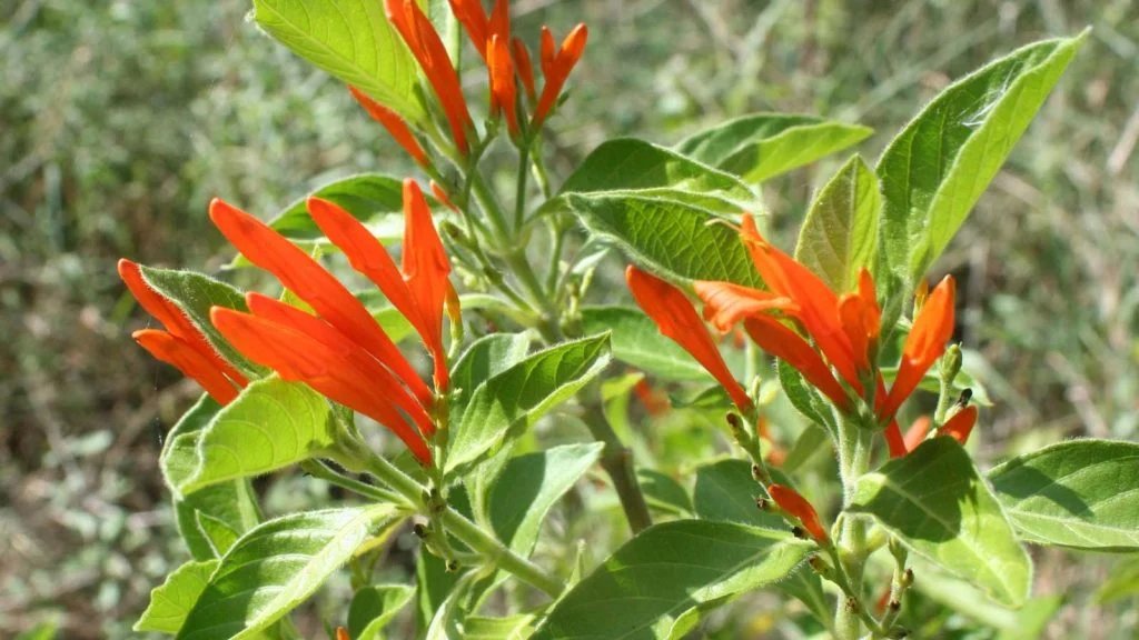 24_morelos's tweet photo. #ElDato24 

¿QUÉ ES  Y PARA QUÉ SIRVE EL TÉ DE MUICLE? 

El #muicle es una planta que se cultiva en Jalisco, Chiapas, San Luis Potosí, Valle de México y Veracruz. 
Desde hace muchos años, se cree que la planta tiene nutrientes que benefician a nuestro organismo. https://t.co/Z2e7g366f1
