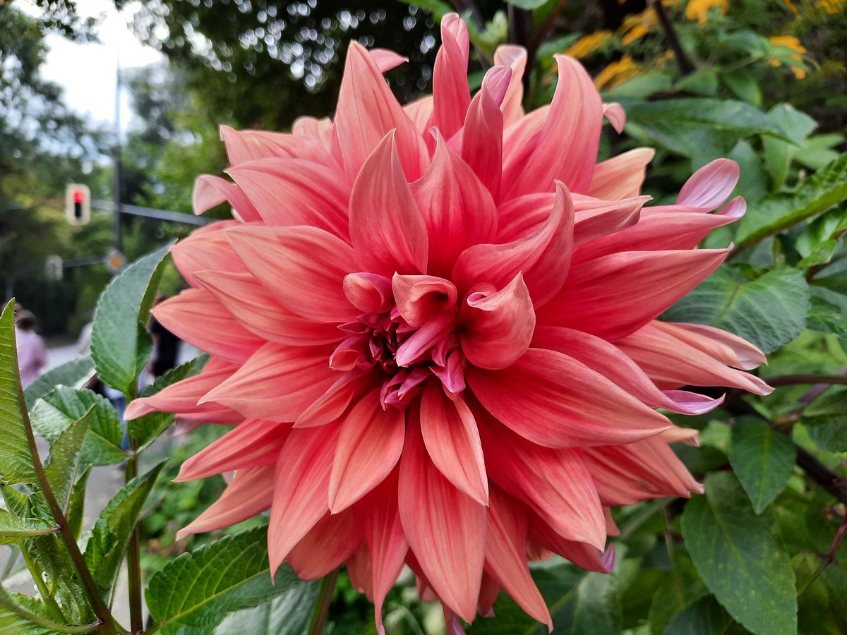 kellerkind71's tweet photo. #fragFlora https://t.co/LQ0tE0NwrN