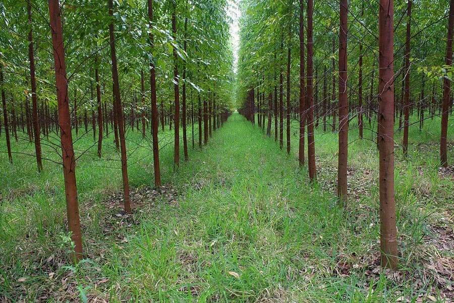 BangafiForestry's tweet photo. Did you know that More than 25 percent of the medicines we use originate in rainforest plants?
Yet only 1 percent of rainforest plants have been studied for medicinal properties.
#agroforestry
#agriculture
#agrobusiness
#Bangafi https://t.co/9XIKMnLAJN