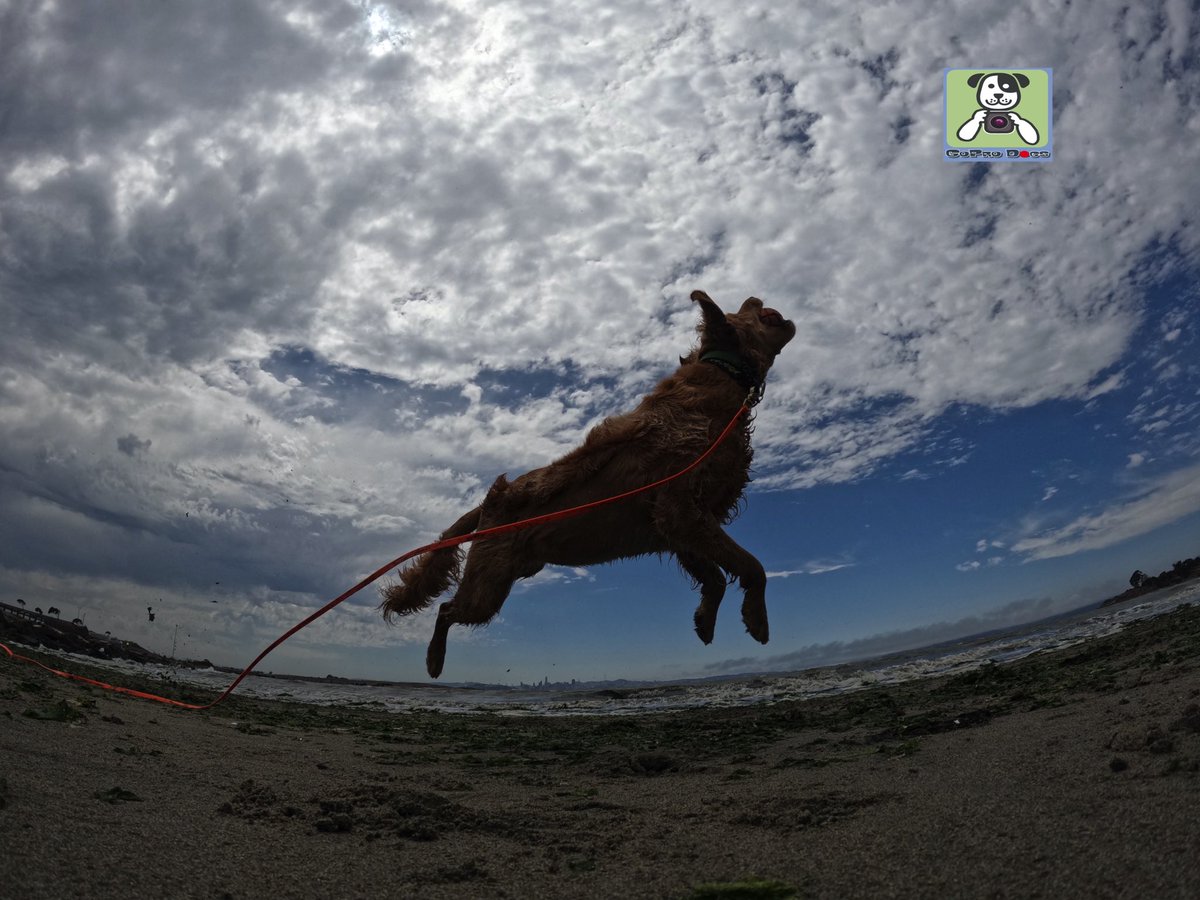 GoProCharlie1's tweet photo. GoPro Charlie sez #damn my momz got mad #GoPro #photography skillz! Go Coco! 🐶🚀🎾😎🙌📸🙌👏👏 #goprohero10 #goprodogs #goprocharlie #dogcelebration #landofdogs #dogsoftwitter #superdog #flyingdogs🐶🚀🎾😎🙌📸🙌👏👏 https://t.co/bLLZ2lYfXl