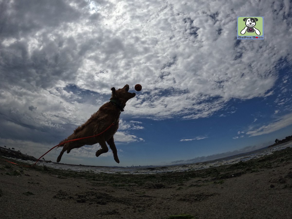 GoProCharlie1's tweet photo. GoPro Charlie sez #damn my momz got mad #GoPro #photography skillz! Go Coco! 🐶🚀🎾😎🙌📸🙌👏👏 #goprohero10 #goprodogs #goprocharlie #dogcelebration #landofdogs #dogsoftwitter #superdog #flyingdogs🐶🚀🎾😎🙌📸🙌👏👏 https://t.co/bLLZ2lYfXl
