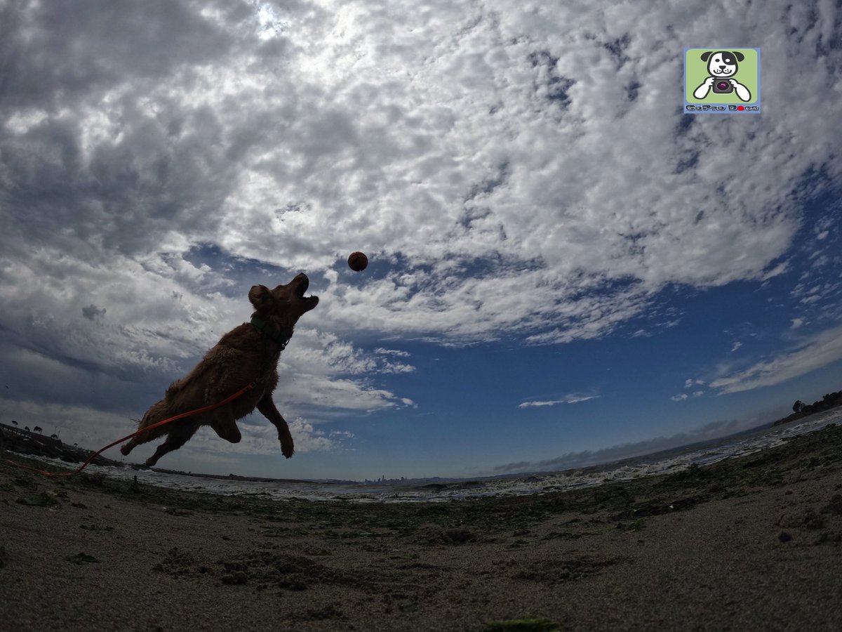 GoProCharlie1's tweet photo. GoPro Charlie sez #damn my momz got mad #GoPro #photography skillz! Go Coco! 🐶🚀🎾😎🙌📸🙌👏👏 #goprohero10 #goprodogs #goprocharlie #dogcelebration #landofdogs #dogsoftwitter #superdog #flyingdogs🐶🚀🎾😎🙌📸🙌👏👏 https://t.co/bLLZ2lYfXl