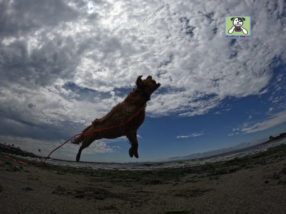 GoProCharlie1's tweet photo. GoPro Charlie sez #damn my momz got mad #GoPro #photography skillz! Go Coco! 🐶🚀🎾😎🙌📸🙌👏👏 #goprohero10 #goprodogs #goprocharlie #dogcelebration #landofdogs #dogsoftwitter #superdog #flyingdogs🐶🚀🎾😎🙌📸🙌👏👏 https://t.co/bLLZ2lYfXl