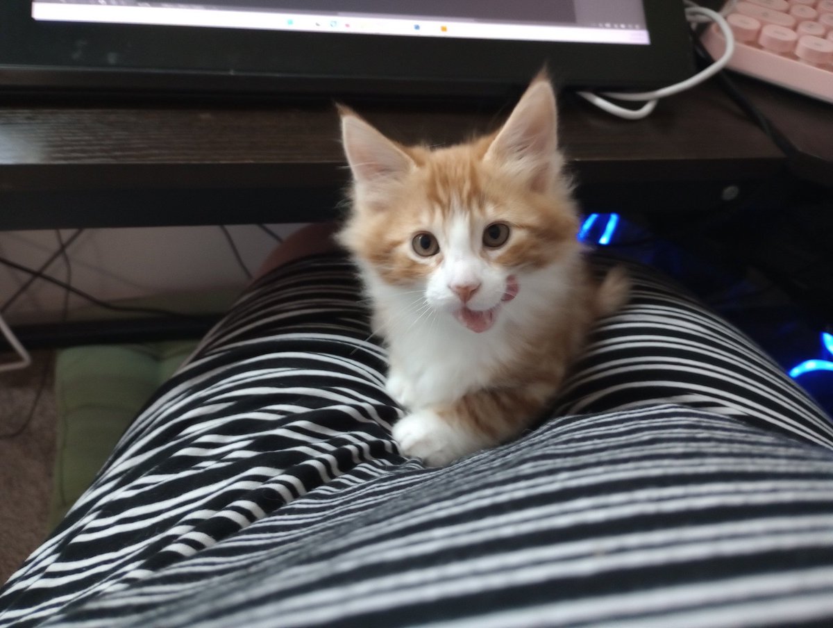 CagleCats's tweet photo. Licc https://t.co/wUMSsw6fRE