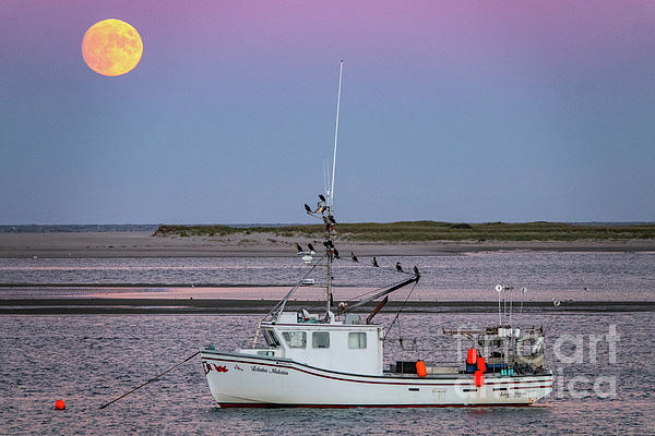 CapeCodSoul tweet picture