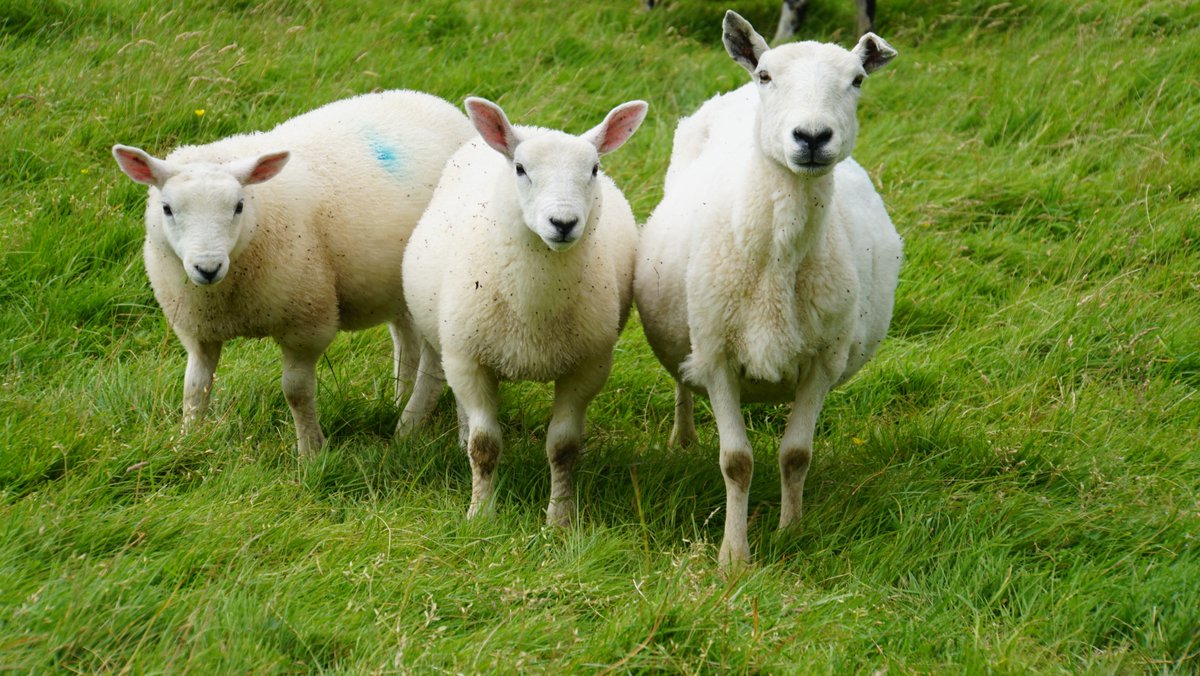 sorting sheep tonight, Baby Bunnies lamb is possibly our best ewe lamb and big twin with her twins #scottishblackface #cheviot #crofting #nativebreeds