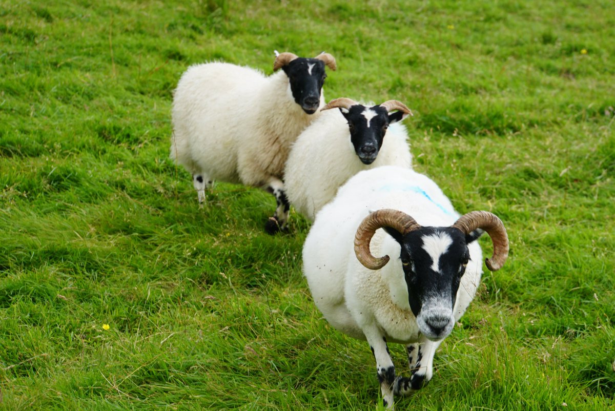 then and now, Hannah's lambs #scottishblackface #nativebreeds #crofting