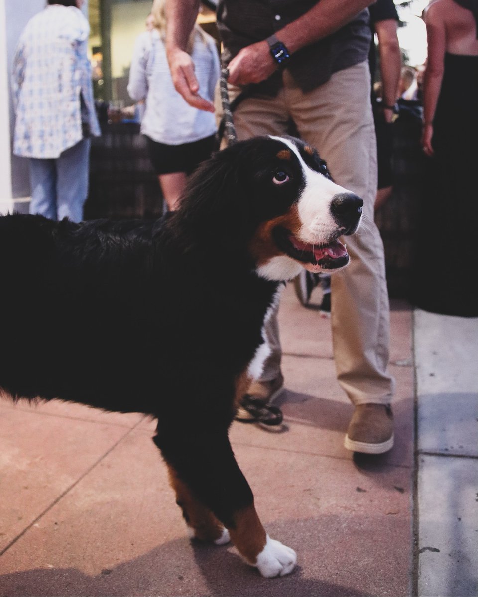 Our exact facial expression when there is something new on tap 🐾🍻 Swing by the Tasting Rooms and ask your bartender what's new to sip on!