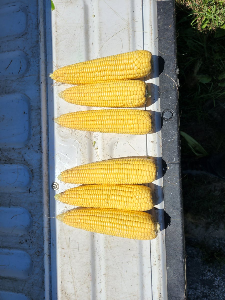 PierrePinsono's tweet photo. Looking @apasztor82 @Pasztor79 corn sprayed with @alpinepfl #F18Max looks #andyclean at 228.7 bu https://t.co/oGMYFVmbia