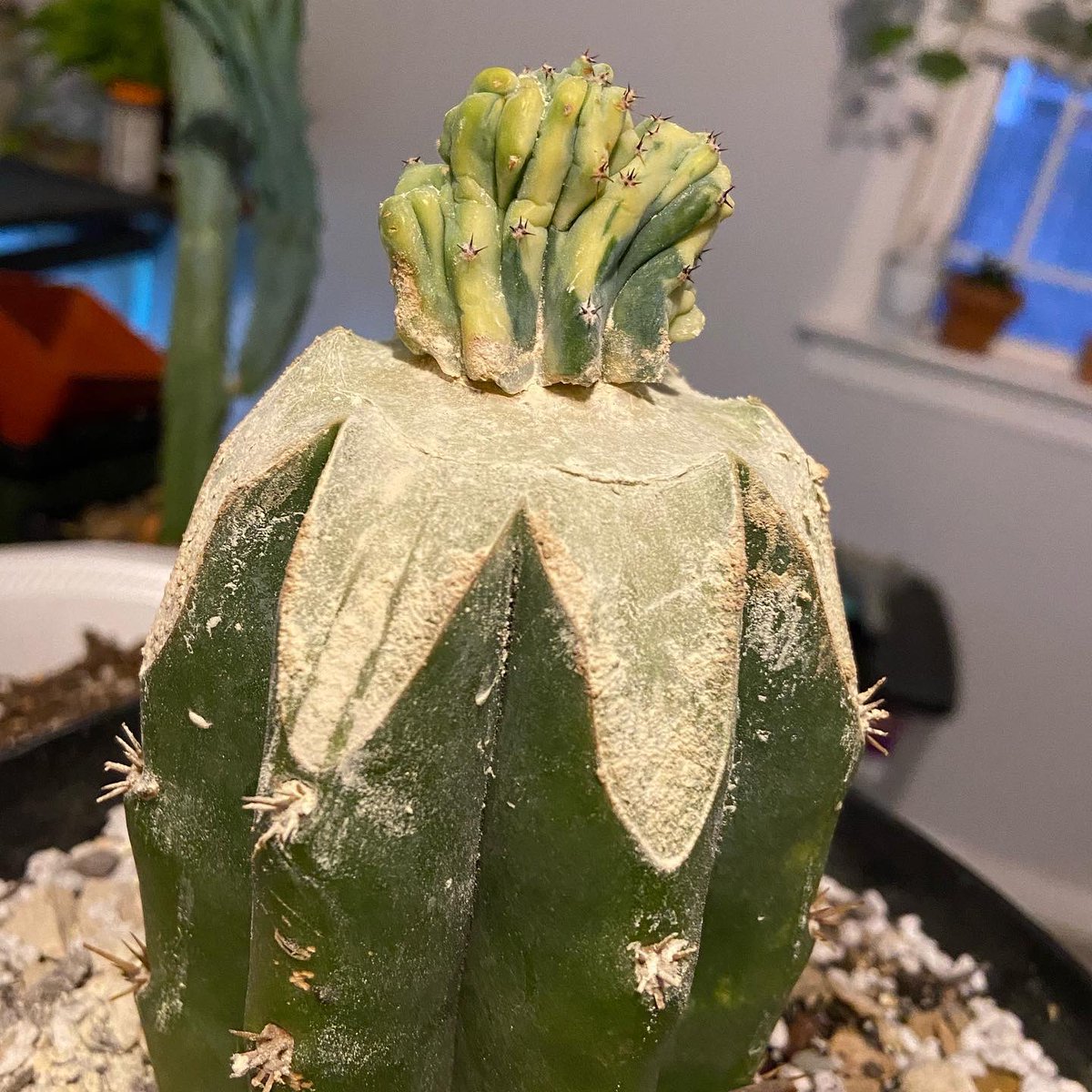 maddybeth20's tweet photo. I did a thing!! Introducing my first two grafted cacti that BOTH took to their root stock and survived the last 10 days 🥹🌵🙌🏼

#something2growon #graftingcacti #oklahomacity #cactusseller https://t.co/D6mtI88Snp