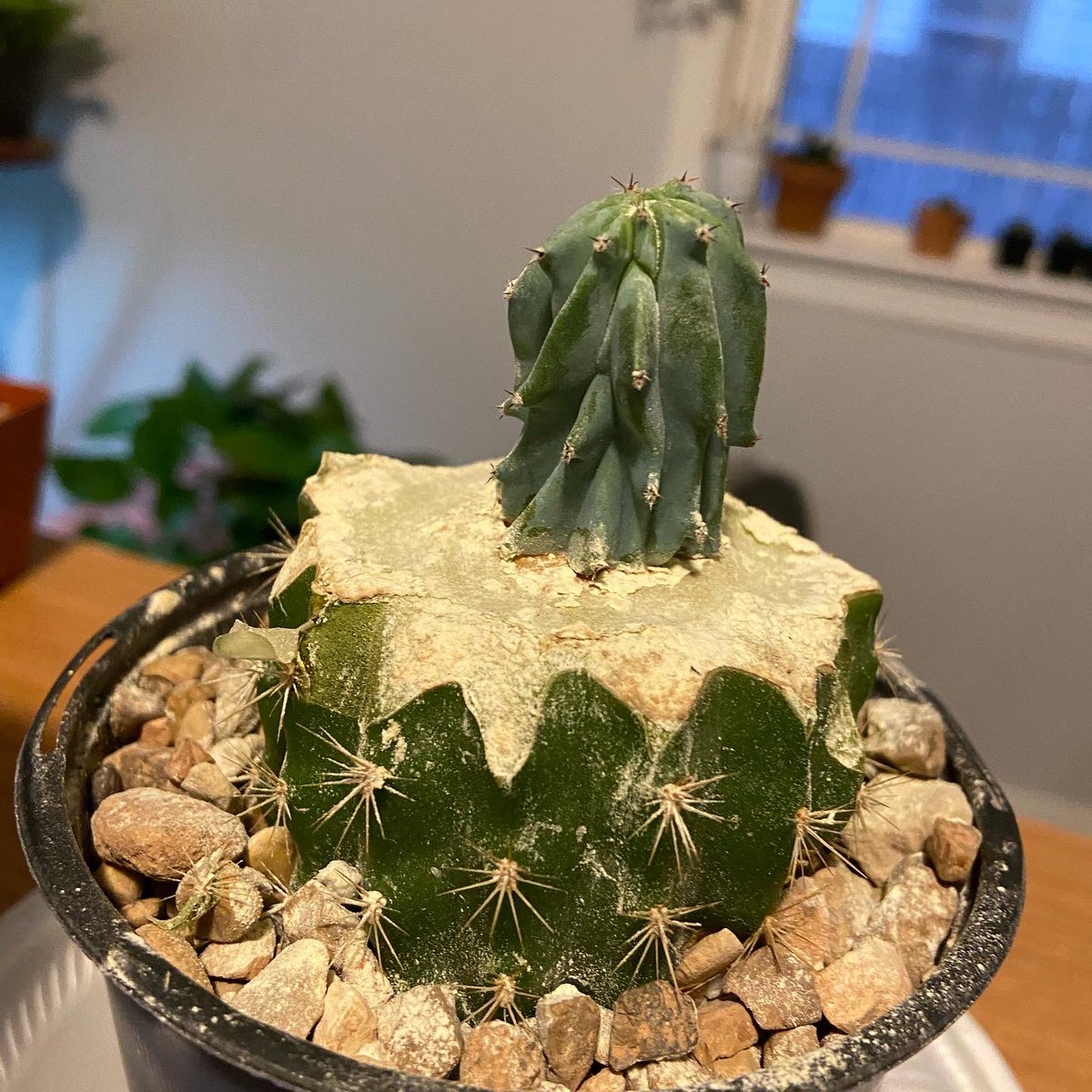 maddybeth20's tweet photo. I did a thing!! Introducing my first two grafted cacti that BOTH took to their root stock and survived the last 10 days 🥹🌵🙌🏼

#something2growon #graftingcacti #oklahomacity #cactusseller https://t.co/D6mtI88Snp