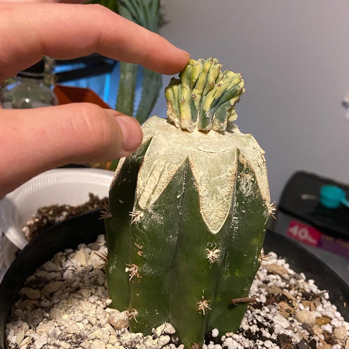 maddybeth20's tweet photo. I did a thing!! Introducing my first two grafted cacti that BOTH took to their root stock and survived the last 10 days 🥹🌵🙌🏼

#something2growon #graftingcacti #oklahomacity #cactusseller https://t.co/D6mtI88Snp