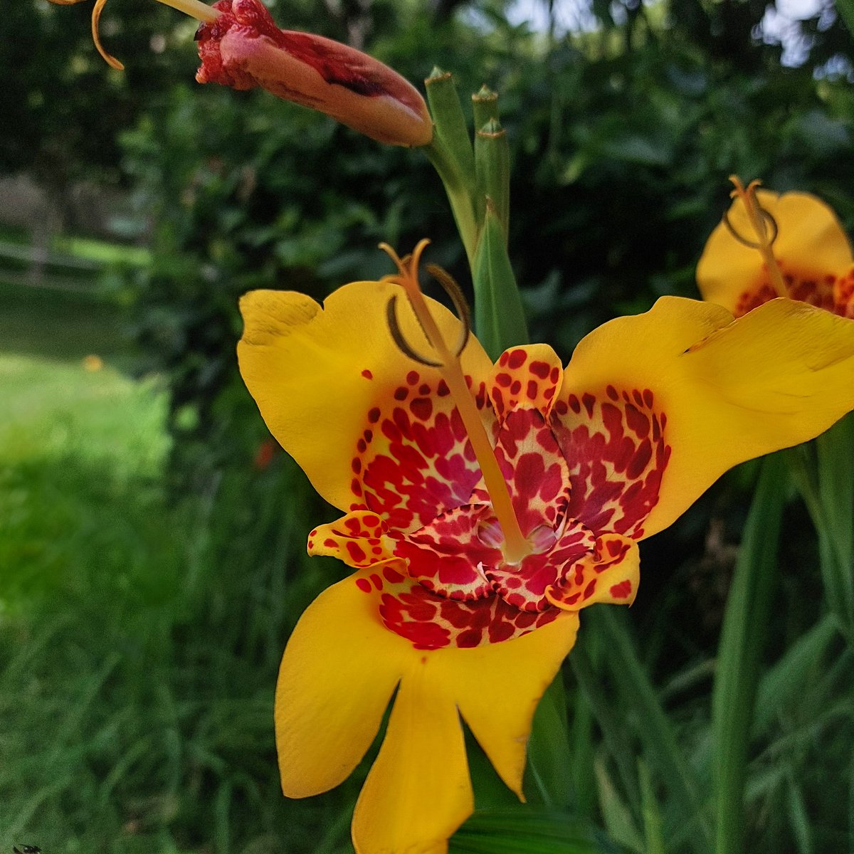 Dimafia420's tweet image. Good days ⚕💙💚💛❤🐾🪴 #sky  #viewsoniccolor #skyblue #vetlife