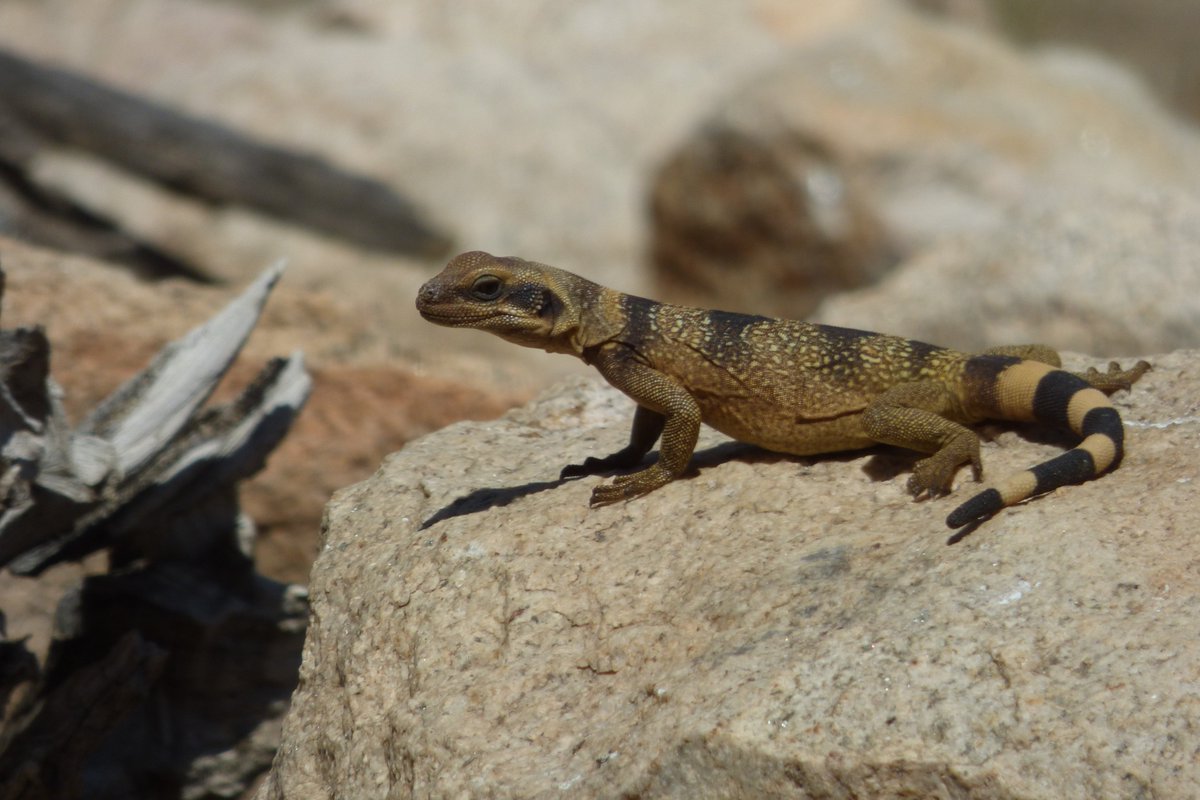 MojaveDesertLT's tweet photo. Their diet of desert plants is high in sodium. Chuckwallas have glands behind their nose that retain excess salt. Lizards don’t sweat, so these salts are periodically expelled from their system by sneezing it out in a function known officially as “snalting”.
📷: Madena Asbell https://t.co/c9zCYJWiIS