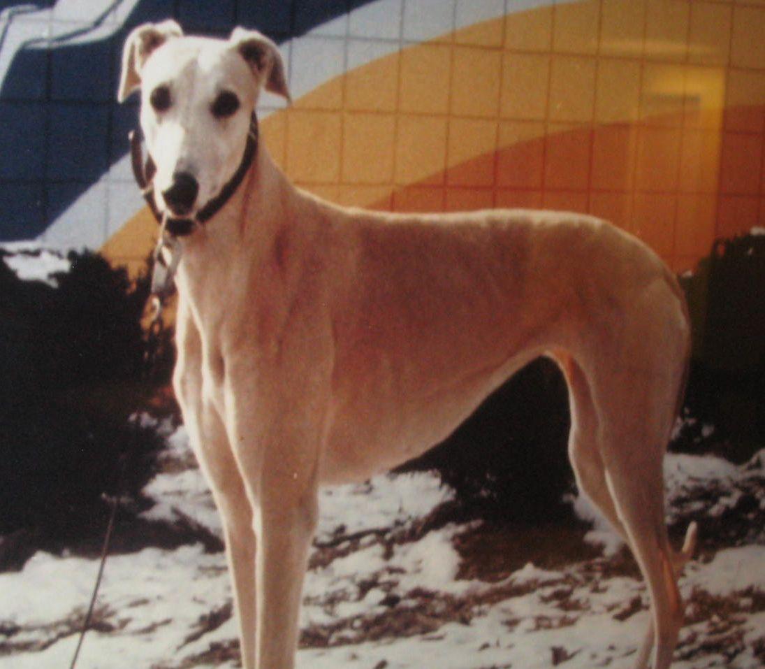 NGA Greyhound Assoc tweet media
