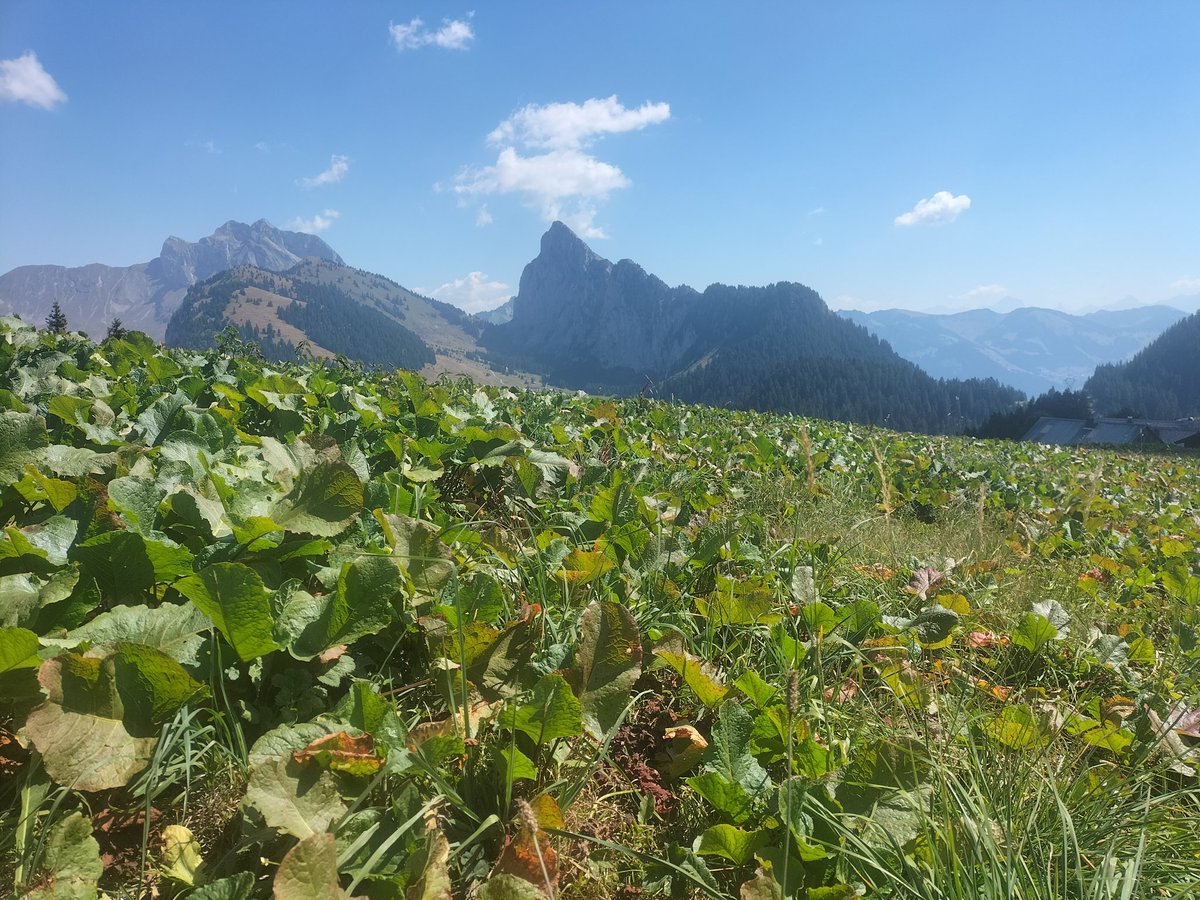 ChRolandMaths's tweet photo. 🚶🚶♀️ 🎒🎒 🏞️⛰️
#faitesdusport #faitesdelamarche #bonheur #bienêtre #nature #montagne #dénivelé
#chablais #dpt74 #hautesavoie #yaute https://t.co/HvHKkI9ytG