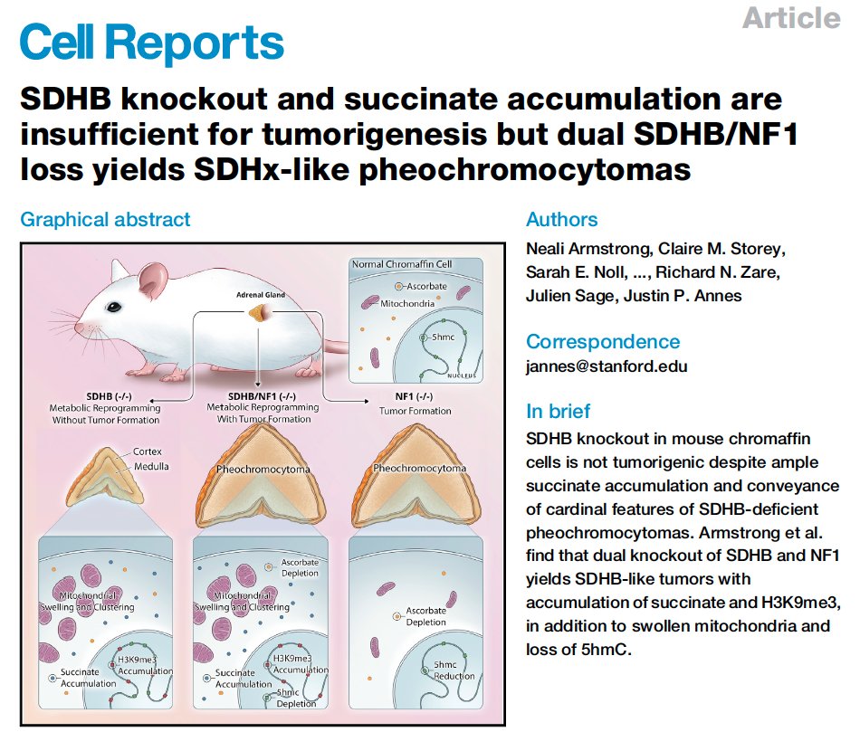 Or is it a direct mutation of the SDHB in the heart (since mutation here was germline)? Great recent paper from Justin Annes' lab endocrine group @StanfordDeptMed @JoyYWu @SeanM_Wu @PheoPara @PheoParaProj (2/3)