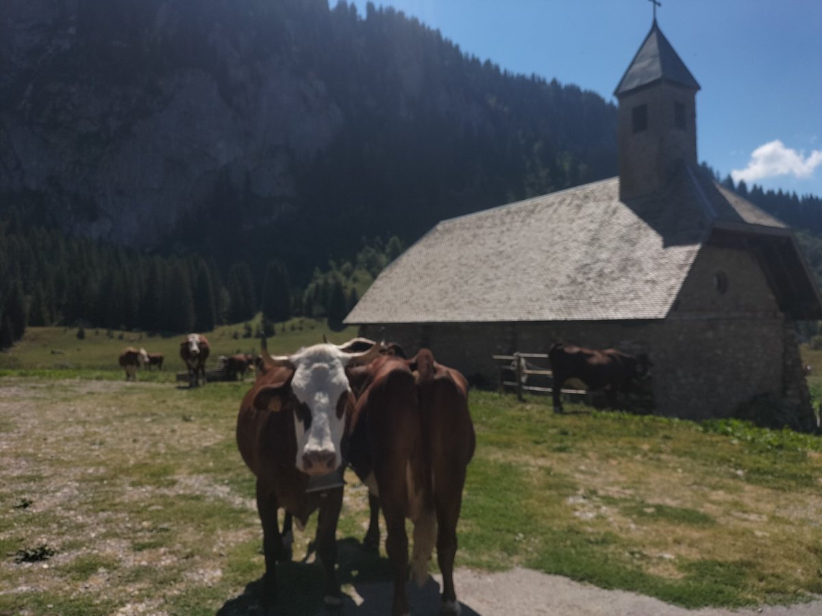 ChRolandMaths's tweet photo. 🚶🚶♀️ 🎒🎒 🏞️⛰️
#faitesdusport #faitesdelamarche #bonheur #bienêtre #nature #montagne #dénivelé
#chablais #dpt74 #hautesavoie #yaute https://t.co/HvHKkI9ytG