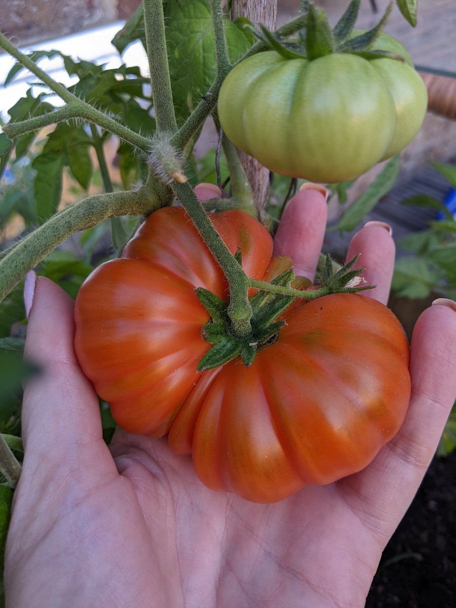 allcheesyryder's tweet photo. Blossom-end-rot be gone; hello salad days! Very happy right now. 🍅🍅🍅
#southsea #successatlast https://t.co/L1aDt7Y2rt