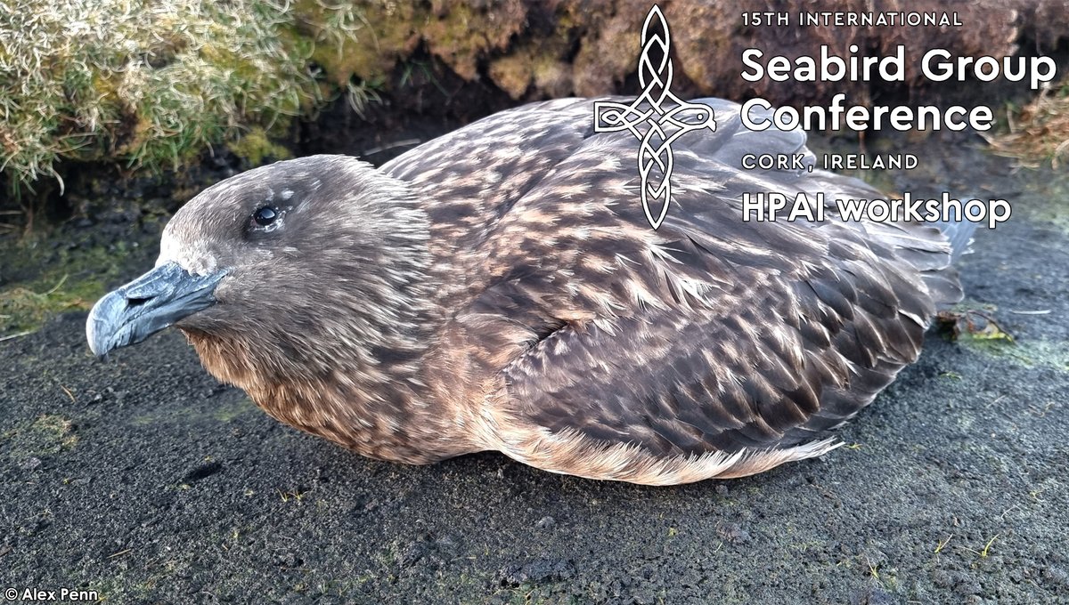 AmandineGamble's tweet photo. We're getting ready for the #AvianInfluenza workshop at #CorkSeabirds. Whether you will be attending in-person or not, please drop any questions or comments you have about #AvianInfluenza in #seabirds on this board: https://t.co/kFxvPjMsiB https://t.co/vrKpcHX7ud
