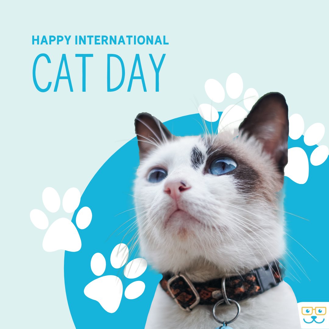 August 18th is International Cat Day! It's the purrfect opportunity to celebrate your feline family.