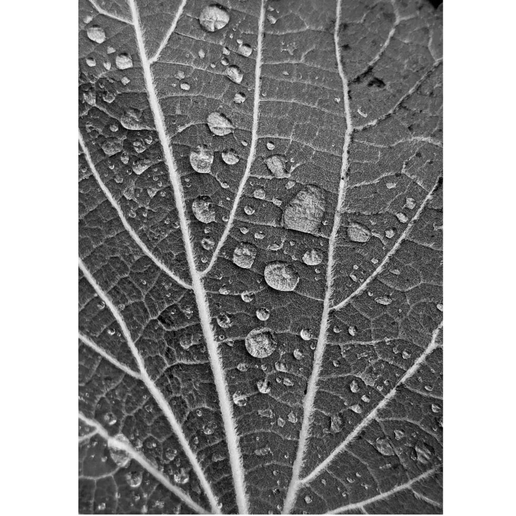 LiveFromGround's tweet image. Morning Showers. #snapshot #rain #closeup #nature #outside instagr.am/p/ChaKg6auvo9/