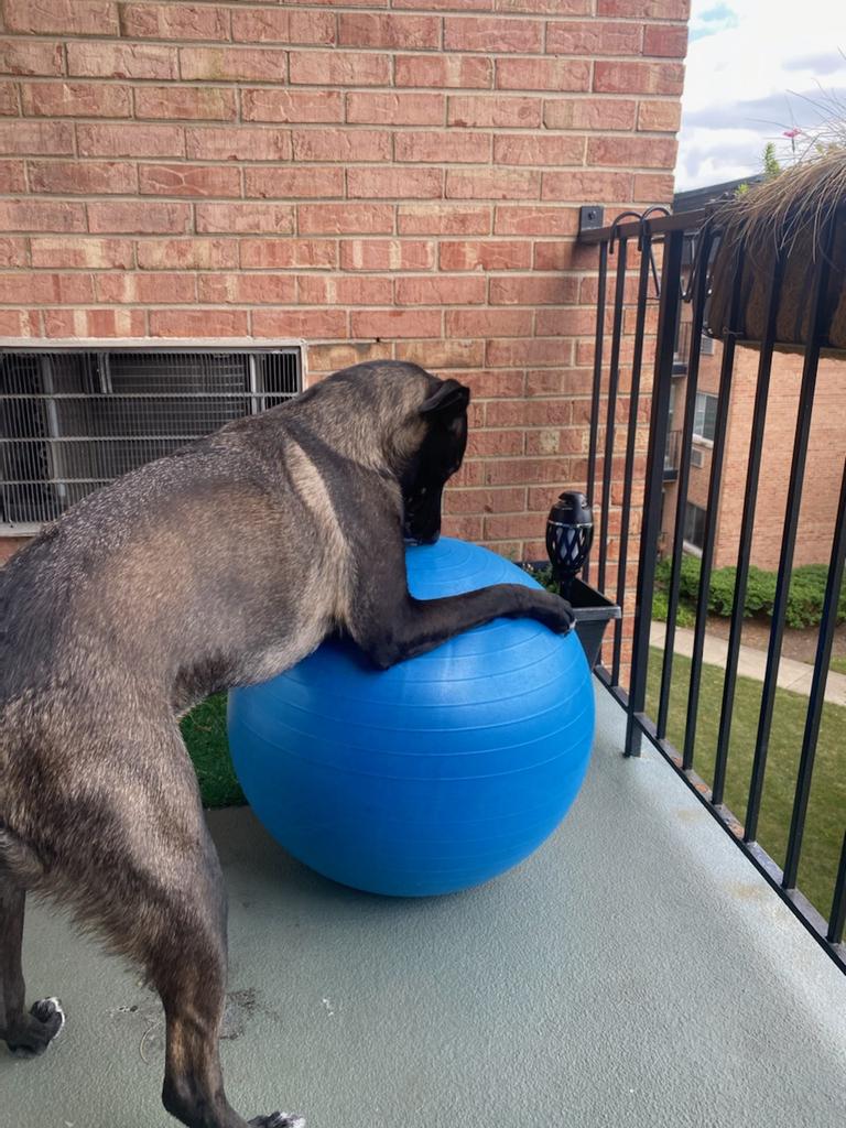 PrankDogDotCom's tweet photo. @MichelobULTRA Mister likes to workout in front of small groups...  #YogaPuppy #PrankDog #mascot #SendPrankPhoneGreetings https://t.co/bGbK0SFefX