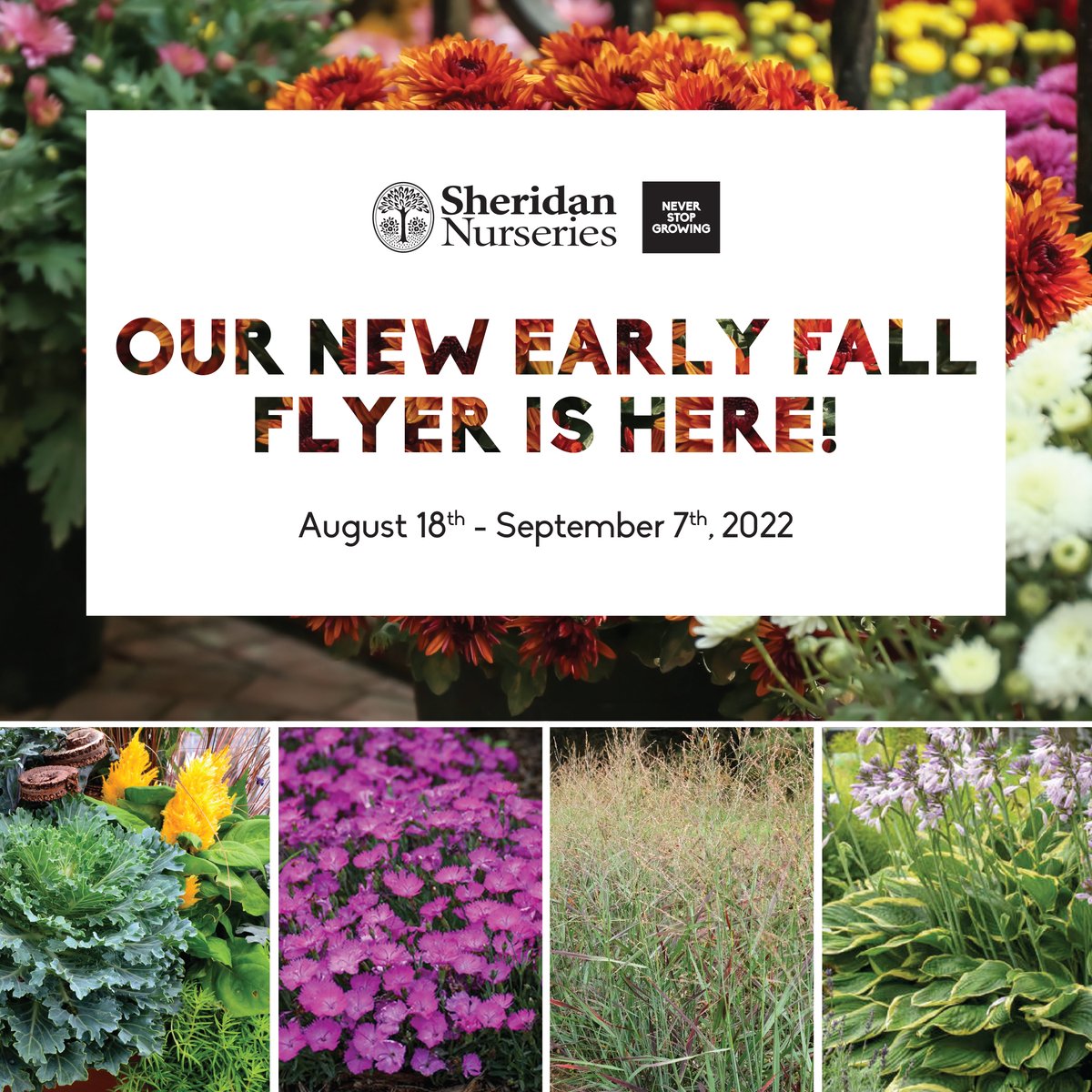 New Flyer: Get ready for fall!
🌿New Grass collection
🌿Japanese Maples  
🌿Up to 40% off all patio furniture
🌿Fall favourites are here!
🌿Prepare your lawn for fall
See the link below to view our full flyer!
ow.ly/gJkF50KnbHa