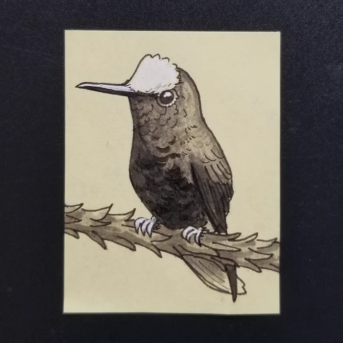 #AvianAugust 16 - Snowcap Hummingbird 🏔️ 