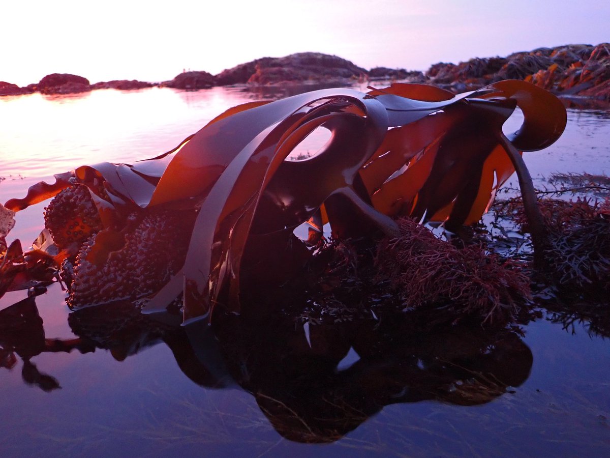 Jessica Knoop (@knoop_jessica) on Twitter photo Just another day in the 'office' - fantastic field campaign to seaweed paradise (Normandy) with <a href="/StockWillem/">Willem Stock</a> and <a href="/E_Gouwy/">Emma Gouwy</a> sampling #Laminaria ochroleuca for the <a href="/restoreseas/">Restoreseas</a> project. The early mornings were compensated for by beautiful sunrises and perfect conditions! Just another day in the 'office' - fantastic field campaign to seaweed paradise (Normandy) with <a href="/StockWillem/">Willem Stock</a> and <a href="/E_Gouwy/">Emma Gouwy</a> sampling #Laminaria ochroleuca for the <a href="/restoreseas/">Restoreseas</a> project. The early mornings were compensated for by beautiful sunrises and perfect conditions!