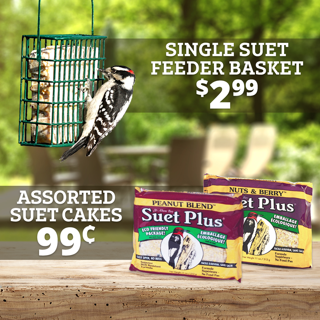 Rural King on Twitter "Stock up on suet! It's a highenergy food, and