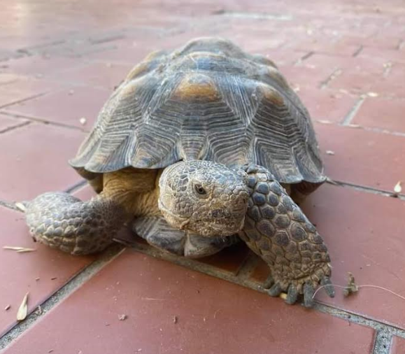 VitalVegas's tweet photo. We don't typically do this kind of Tweet, but please help find Watson. The owner, Kymberly, has M.S. and is confined to a wheelchair and he's her emotional support animal. There's a $500 reward. https://t.co/qC8NHOu2yL https://t.co/YRSmKBTjrw