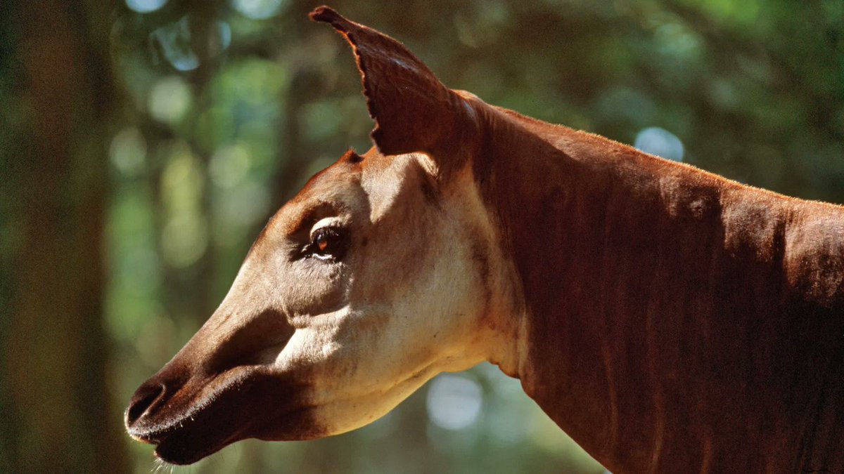 okapiproject's tweet photo. An okapi at golden hour โ๏ธ Test your okapi knowledge! What time of day do you think okapi are most active?
#okapi #okapiconservation #endangered #endangeredspecies #africa #drcongo #conservation #wildlife https://t.co/zMQdWFjKpX