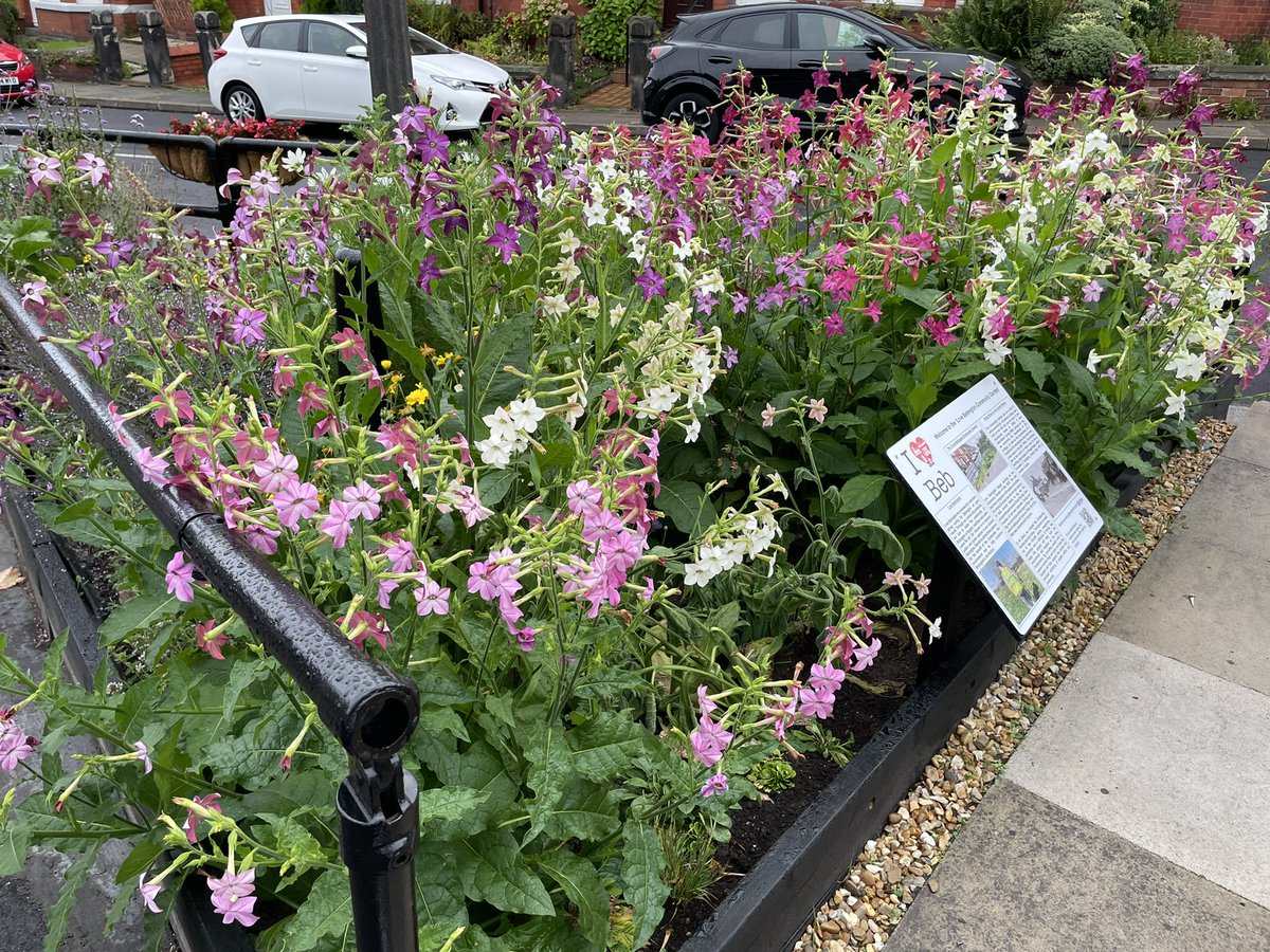 LoveBebington's tweet photo. Horray to the rain!☔️ 🌧 🌸 🌺 🌱 🪴 

#comunity #communitygarden #wirral #Merseyside #greenspace #wellness #Wellbeing #flowers #earth #outdoors #Nonprofits #communitygroup #volunteers #lovebebington #ch63 #rain #plants #beegarden #bees #Weathercloud https://t.co/LYFSYh2JRB