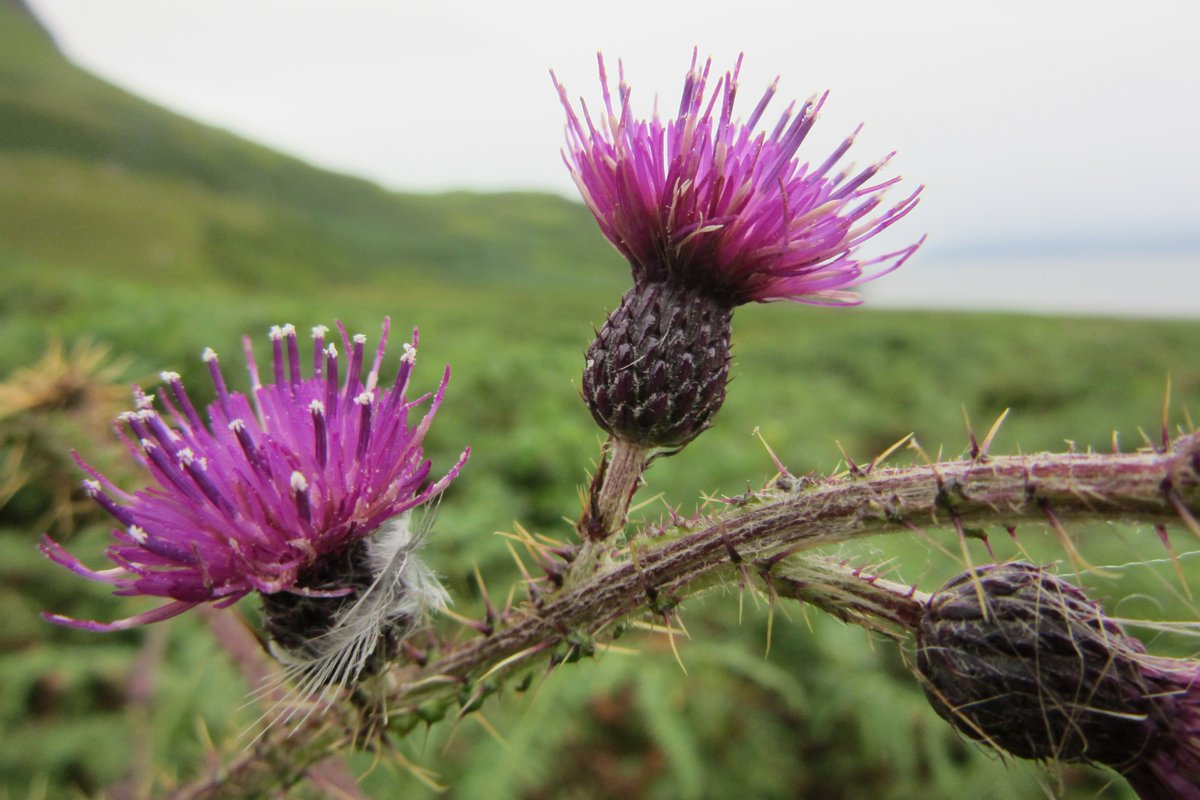 alfie_howard66's tweet image. Some photos from @ExtinctionDTP field trip to Knoydart and the Small Isles, with guidance from the wonderful @colinprior