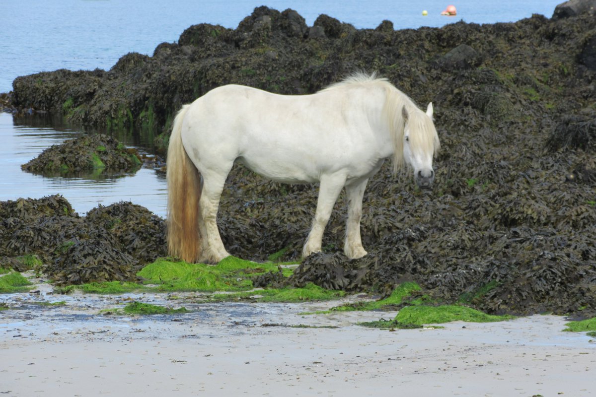 alfie_howard66's tweet image. Some photos from @ExtinctionDTP field trip to Knoydart and the Small Isles, with guidance from the wonderful @colinprior