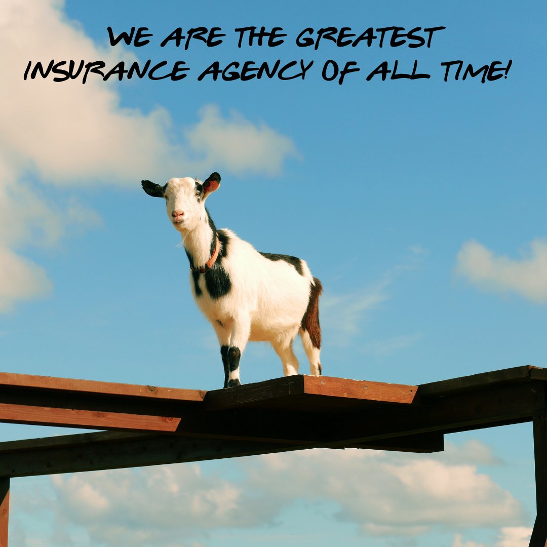 CastleRockInsur's tweet photo. We may be biased, but we think we are the greatest of all time when it comes to insurance agencies! #GOAT https://t.co/PniqSvYtm7