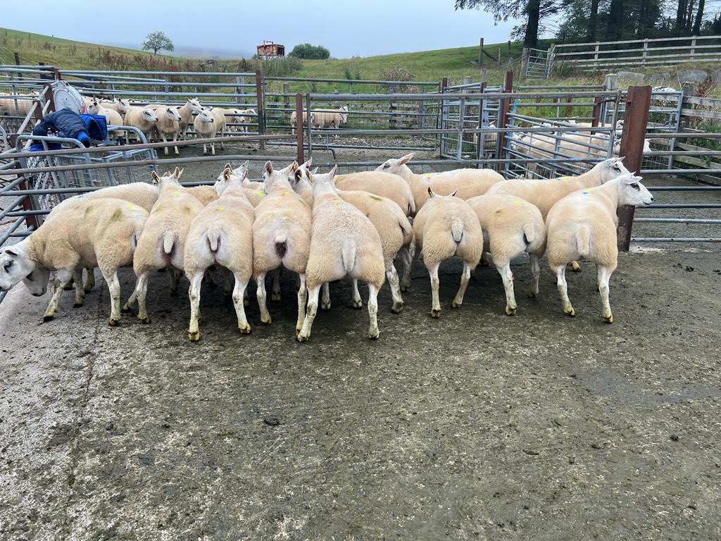 Yearling breeding ewes heading to St Asaph market on saturday. Lets hope for a decent trade🙏