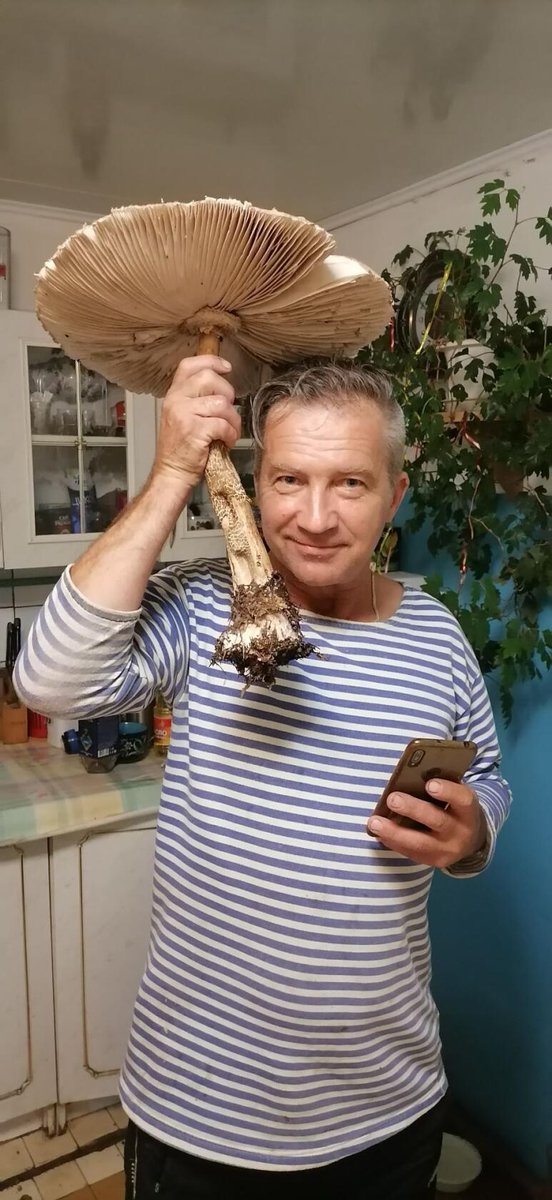 krajby's tweet photo. «Ели гриб два дня». В Вилейке нашли гриб-зонтик почти полметра в высоту.
https://t.co/8Ka71jmm6S
#молодечно #вилейка #vileyka #molodechno #Беларусь #грибы https://t.co/uwxnMochih